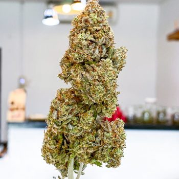 OG KUSH AUTO กัญชา ซื้อขายกัญชา ซื้อกัญชา ขายกัญชา ดอกกัญชา กัญชาใกล้ฉัน weed cannabis