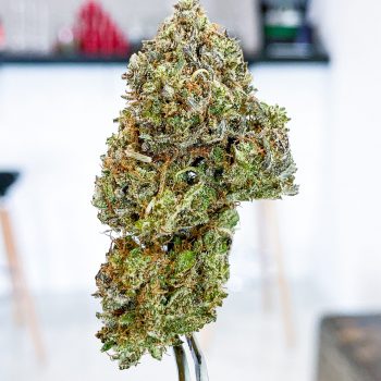 OG KUSH AUTO กัญชา ซื้อขายกัญชา ซื้อกัญชา ขายกัญชา ดอกกัญชา กัญชาใกล้ฉัน weed cannabis