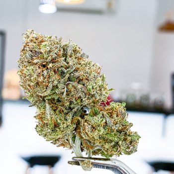 OG KUSH AUTO กัญชา ซื้อขายกัญชา ซื้อกัญชา ขายกัญชา ดอกกัญชา กัญชาใกล้ฉัน weed cannabis