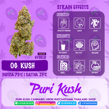 OG KUSH AUTO กัญชา ซื้อขายกัญชา ซื้อกัญชา ขายกัญชา ดอกกัญชา กัญชาใกล้ฉัน weed cannabis