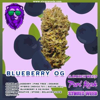 Blueberry OG กัญชา ซื้อขายกัญชา ซื้อกัญชา ขายกัญชา ดอกกัญชา กัญชาใกล้ฉัน weed cannabis