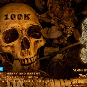 100K กัญชา ซื้อขายกัญชา ซื้อกัญชา ขายกัญชา ดอกกัญชา กัญชาใกล้ฉัน weed cannabis