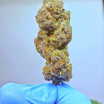 JELLY BREATH กัญชา ซื้อขายกัญชา ซื้อกัญชา ขายกัญชา ดอกกัญชา กัญชาใกล้ฉัน weed cannabis