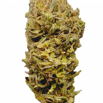 Blueberry OG กัญชา ซื้อขายกัญชา ซื้อกัญชา ขายกัญชา ดอกกัญชา กัญชาใกล้ฉัน weed cannabis