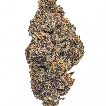 platinum cake - in house genetics กัญชา ซื้อขายกัญชา ซื้อกัญชา ขายกัญชา ดอกกัญชา กัญชาใกล้ฉัน weed cannabis