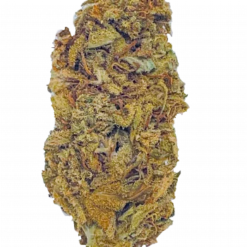 BLUE DREAM | HUMBOLDT | GREEN HOUSE