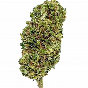 LEMON TREE 06
