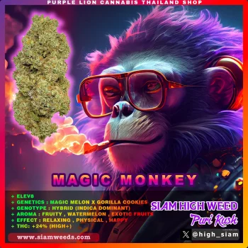 MAGIC MONKEY