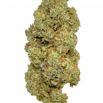 MAGIC MONKEY