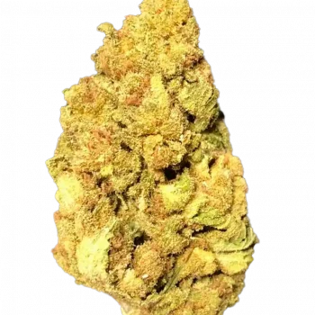 LAVA OG.