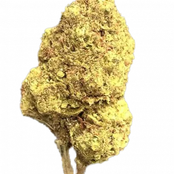 GUMMY BEAR OG.