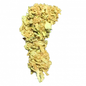 WHITE WIDOW