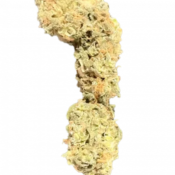 BISCOTTI 🍦 - Image 3