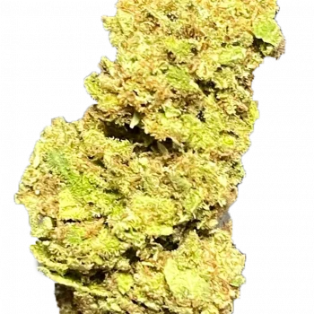 Sugar Cane - Image 3