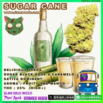 Sugar Cane - Image 2