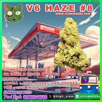 V6 HAZE #8 ⛽ - Image 2