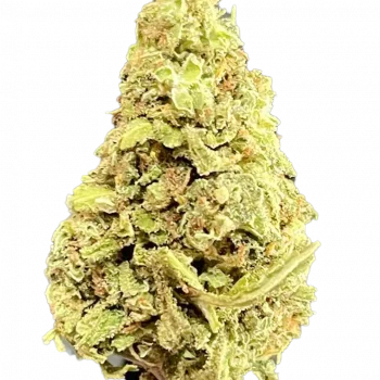 ZOMBIE OG. 🧟‍♂️ - Image 2