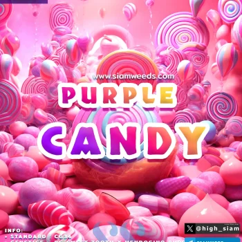 PURPLE-CANDY-3